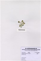 藏品(香蕉菜)的圖片